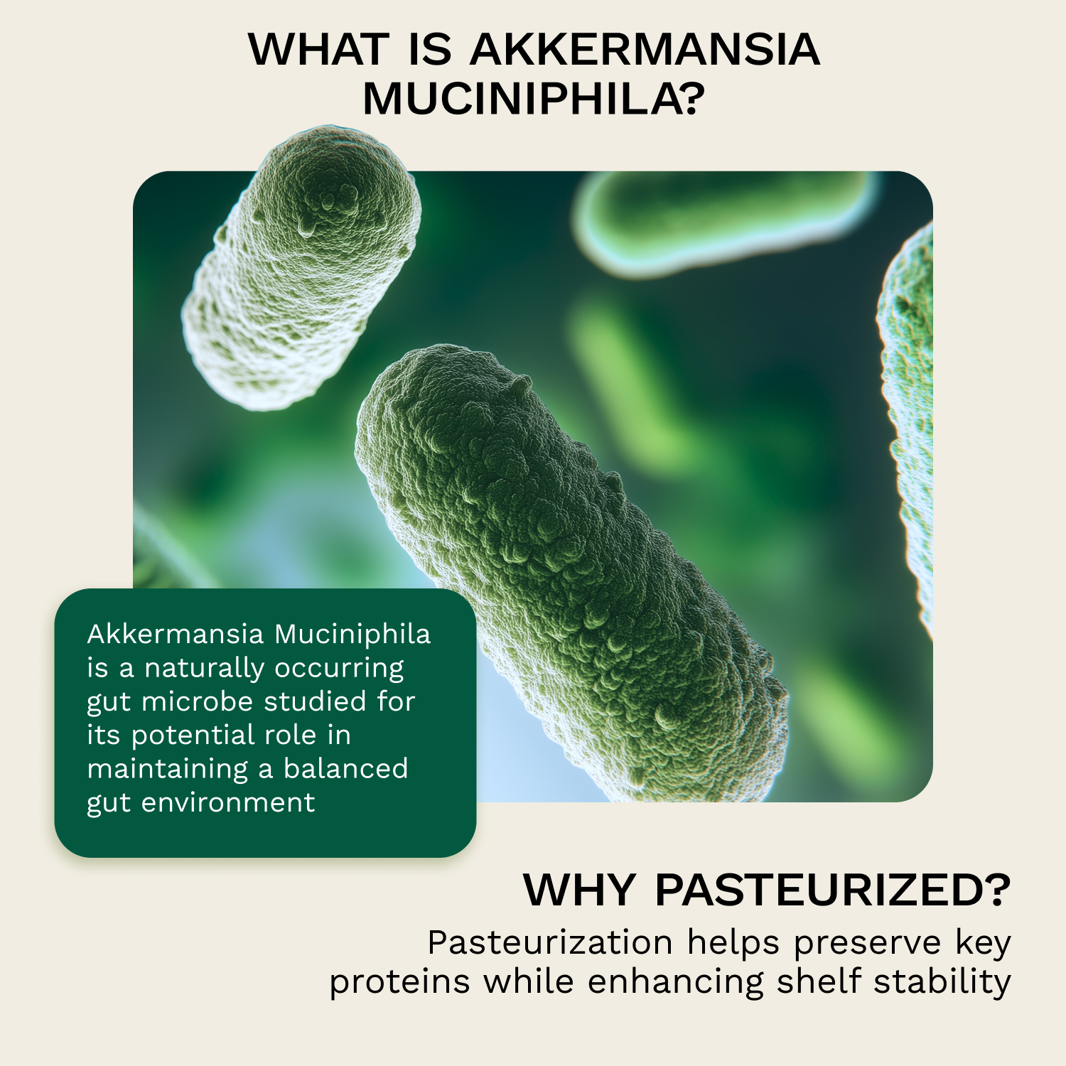 Akkermansia Muciniphila with Multi-Strain Probiotic 3-Month Supply